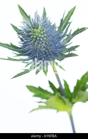 Holly mer Erynigum planum contre un arrière-plan coloré Banque D'Images