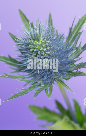 Holly mer Erynigum planum contre un arrière-plan coloré Banque D'Images