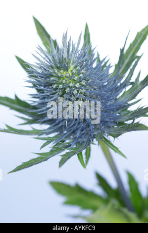 Holly mer Erynigum planum contre un arrière-plan coloré Banque D'Images