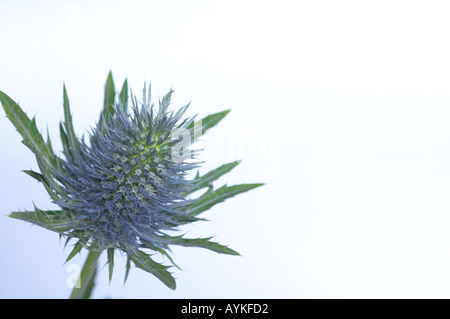 Holly mer Erynigum planum contre un arrière-plan coloré Banque D'Images