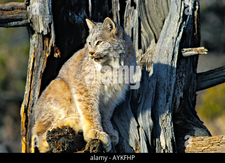 Lynx du Canada Lynx canadensis dans l'ouest du Montana model Banque D'Images