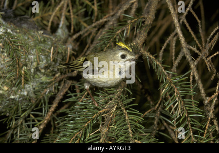 Regulus regulus Goldcrest perché sur sapin Banque D'Images