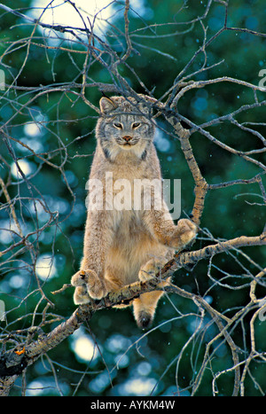 Lynx du Canada Lynx canadensis dans l'ouest du Montana model Banque D'Images