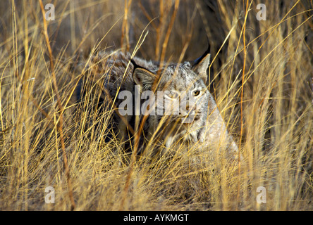 Lynx du Canada Lynx canadensis dans l'ouest du Montana model Banque D'Images