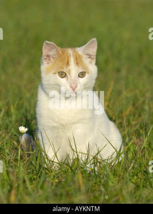 Jeune chat assis dans un pré Banque D'Images