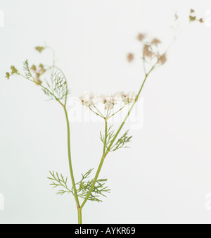 La coriandre (Coriandrum sativum), portant des fleurs blanches et des feuilles supérieures finement découpé sur faible, des tiges minces Banque D'Images
