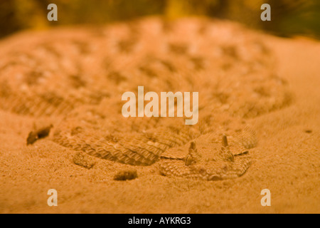 Vipère à cornes saharienne Banque D'Images