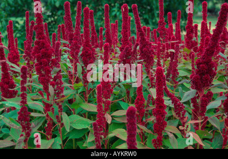 Amaranthus caudatus (Love Lies Bleeding version verticale) jardin dans l'ouest de Londres, Royaume-Uni Banque D'Images