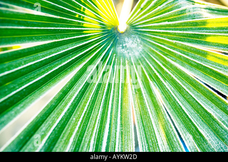 Givre sur palmier Banque D'Images