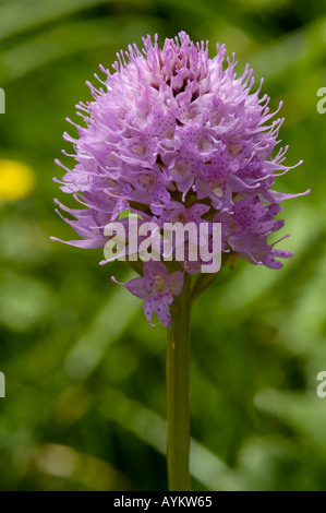 Traunsteinera globosa orchidée à tête ronde Banque D'Images