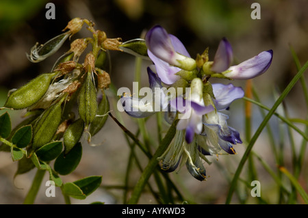 Astragale Astragalus alpinus alpin Banque D'Images