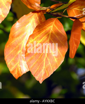 FAGUS SYLVATICA. Feuilles de Hêtre cuivre.AUTOMNE Banque D'Images