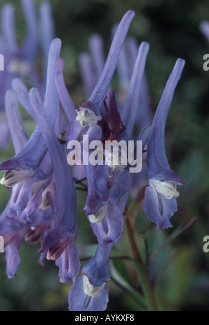 Corydalis flexuosa 'China Blue'. Banque D'Images