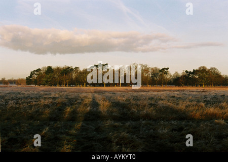 Wwod Bushy Park Banque D'Images