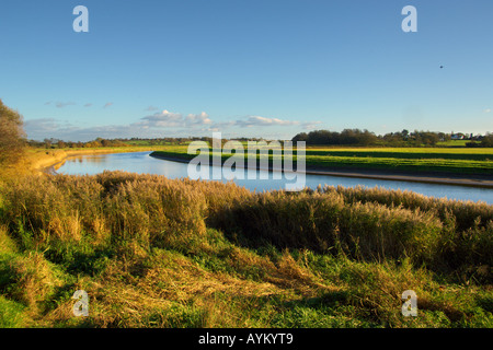 Roseau commun Phragmites australis à côté de la rivière Wyre dans la région de The Fylde Lancashire Banque D'Images