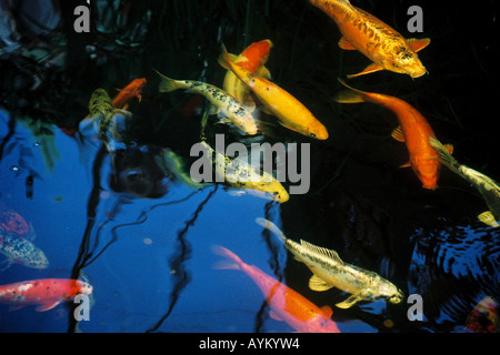 Dans un étang de carpes koy Banque D'Images