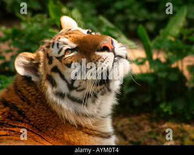 Un tigre de Sibérie en captivité, Panthera tigris altaica, montres oiseaux volant au-dessus. Parc animalier de Whipsnade, UK. Banque D'Images