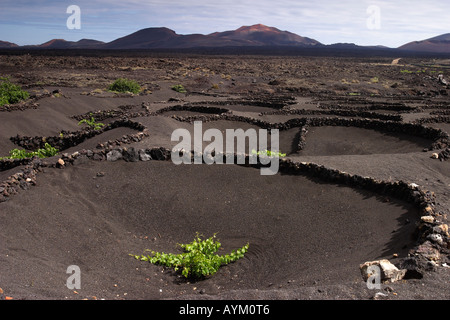 Les vignes poussent dans le sable volcanique noir sur Lanzarote. Banque D'Images