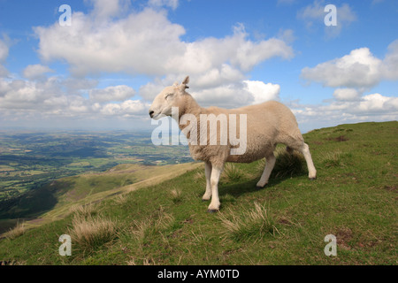 Un mouton solitaire se dresse sur la crête de Pen Y Fan dans les Brecon Beacons au Pays de Galles du Sud Banque D'Images