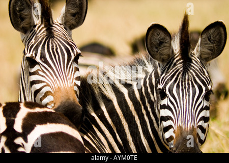 L'un repose sa tête sur zebra est de retour dans un autre parc national de Tarangire, en Tanzanie. Banque D'Images