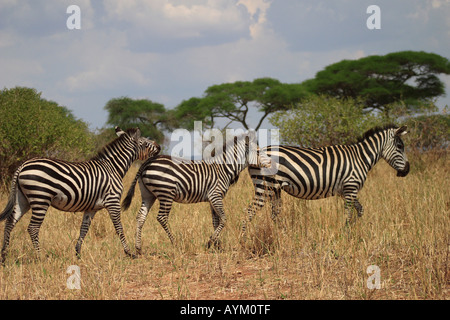 Zebra trois marcher la tête à la queue dans le parc national de Tarangire, en Tanzanie. Banque D'Images