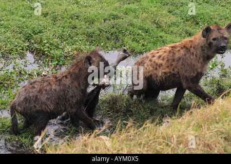 Une récupération de la hyène deux gnous dans une carcasse pourrie trou d'arrosage dans le cratère du Ngorongoro, en Tanzanie. Banque D'Images