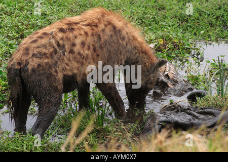 Une hyène récupère une carcasse pourrie de gnous dans un trou d'arrosage dans le cratère du Ngorongoro, en Tanzanie. Banque D'Images