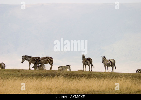 Un troupeau de zèbres stand silhouette sur le mur de cratère du Ngorongoro en Tanzanie Banque D'Images