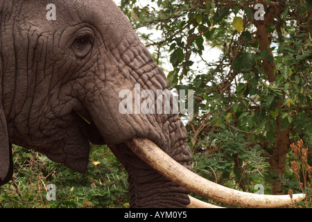 Un éléphant se nourrit d'un arbre dans le cratère du Ngorongoro, Tanzanie. Banque D'Images