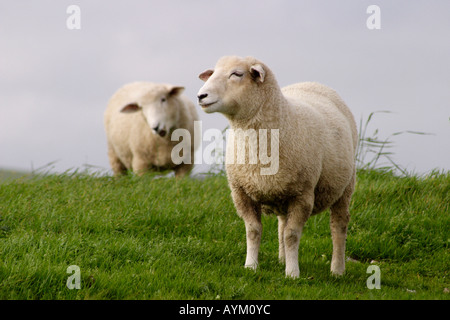 Deux moutons paissent dans un champ dans le Sussex, Angleterre Banque D'Images