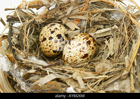 Deux oeufs de caille en nest isolated on white Banque D'Images