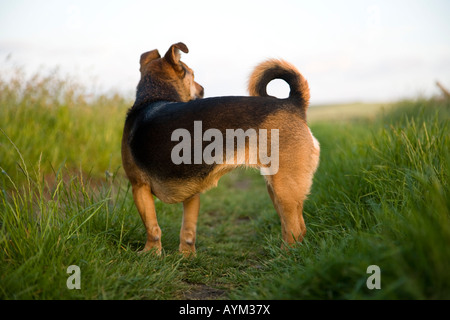 Mignon chien à la recherche de la distance Banque D'Images