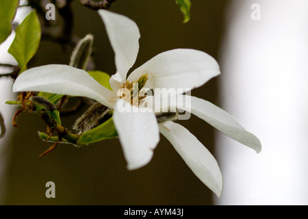 Magnoliaceae Magnolia kobus var borealis Banque D'Images