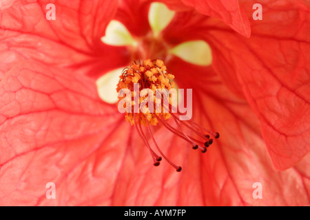 Close up of fleur Abutilon Banque D'Images