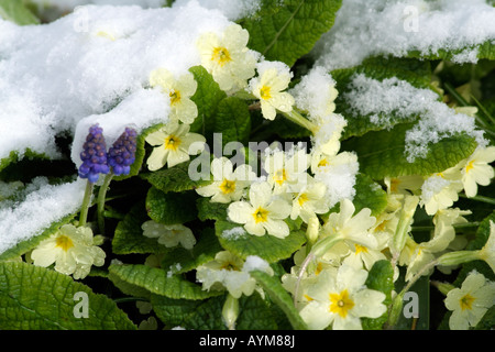 Des primevères et Muscaris floraison dans un jardin de campagne anglaise au début du printemps Banque D'Images