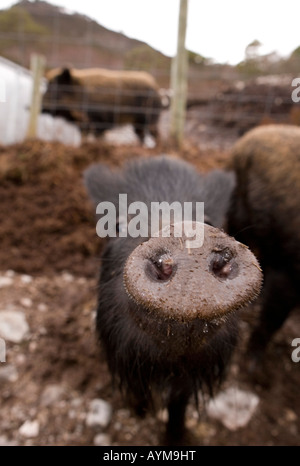 Le sanglier dans l'enceinte clôturée, Alladale Estate, Ecosse Banque D'Images