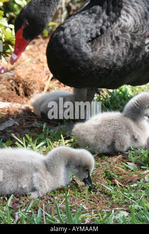 Black Swan famille à Orlando en Floride du parc Lake Eola Banque D'Images