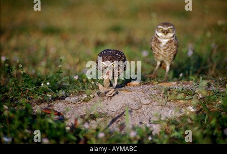 Les Chevêches des terriers avec les proies ; femmes prend une grenouille de l'homme et le porte à les poussins dans le terrier. Banque D'Images