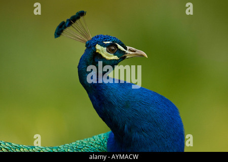 Ou Paon Pavo cristatus paons indiens dans afficher Dorset, England, UK Banque D'Images