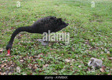 Black Swan famille à Orlando en Floride du parc Lake Eola Banque D'Images