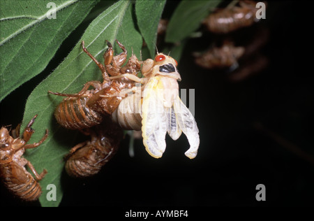 Première image de la série montrant la mue de cigale 17 ans dans des profils l'abdomen est encore dans la coquille de l'étape de nymphe Banque D'Images