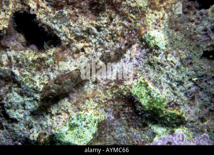 Crustacé Anilocra parasitaire mediterranea sur face noir femelle Tripterygion tripteronotus blennies Banque D'Images