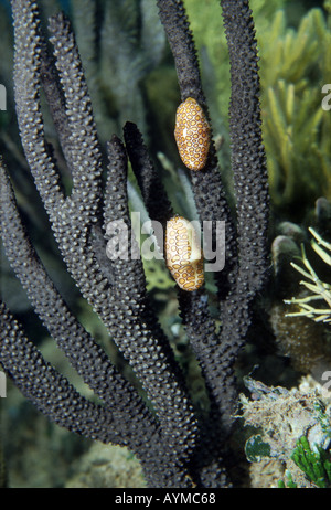 Deux langue flamingo cauris, Cyphoma gibbosum pâturage de corail mou. Banque D'Images