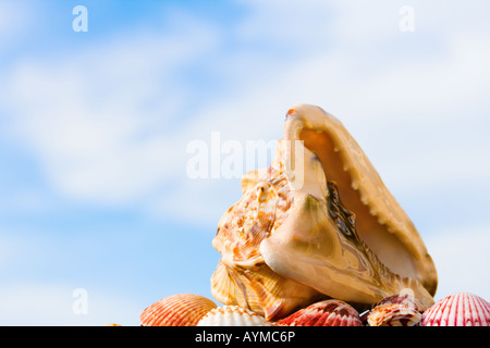 Coquille de conque Banque D'Images
