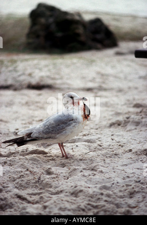 Seagull avec leurre de pêche grâce à son bec crochu en Floride Banque D'Images