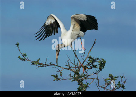 Cigogne bois ailes s'étend comme il entre en vol dans les Everglades de Floride. Les espèces du genre Mycteria americana famille des Ciconiidae Banque D'Images