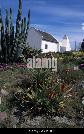 L'Afrique du Sud Fleurs sauvages Cottage Namaqualand Biedouw RSA Valley Banque D'Images