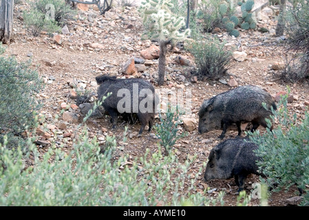 Javelina (pécari à collier) Arizona Banque D'Images