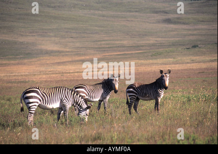 Des zèbres de montagne du cap paît dans le Parc National de Bontebok à Swellendam western cape Afrique du Sud RSA Banque D'Images