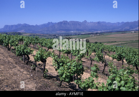 Vignes à Jordan Wine Estate et Bottelary Nr Montagnes Stellenbosch western cape Afrique du Sud RSA Banque D'Images